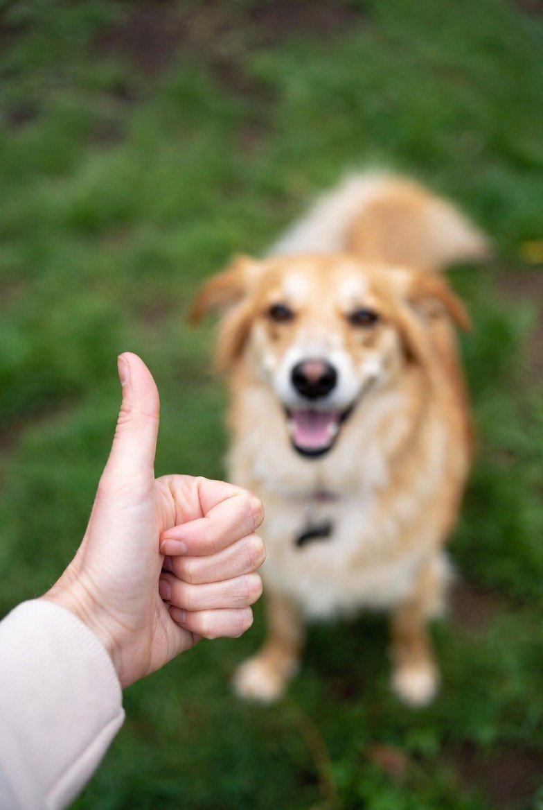 Kindness to a Dog